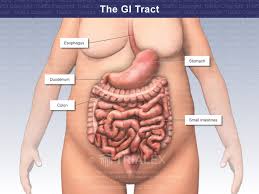 Gastrointestinal