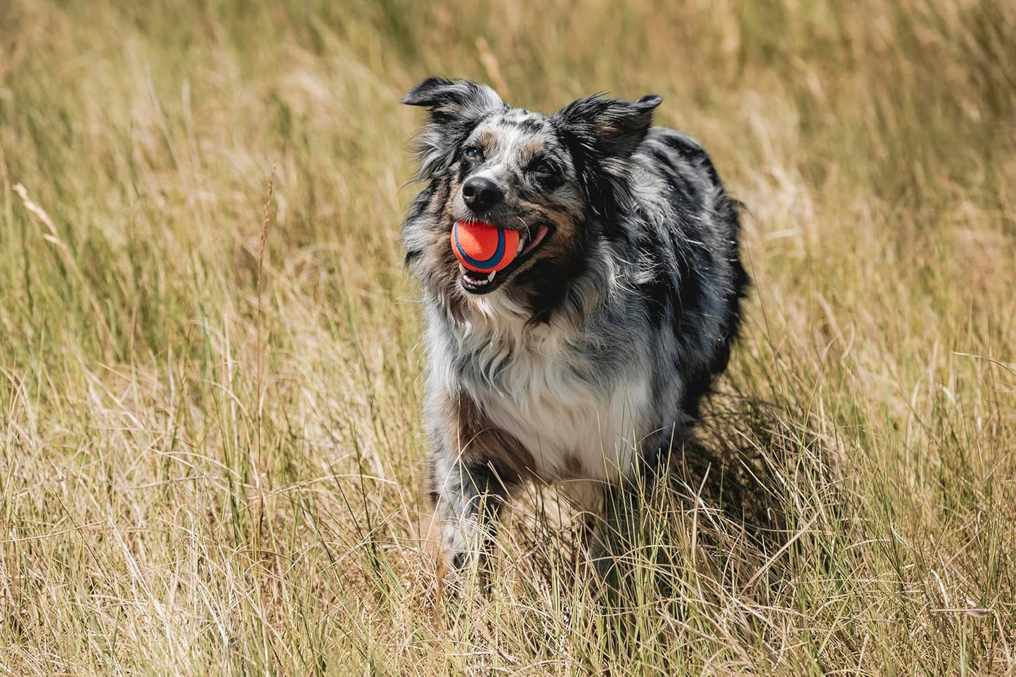 Chuckit! Ultra Ball Dog Toy – Medium (2.5") – Durable, High-Bounce, and Floatable Fetch Ball